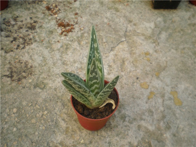 Aloe variegata